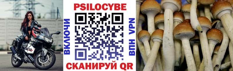 Купить  Северск  Галлюциногенные грибы Psilocybe